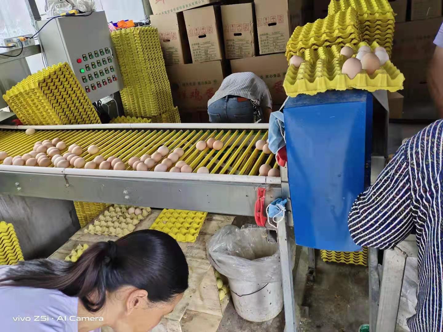 籠養(yǎng)雞需要什么環(huán)境條件？